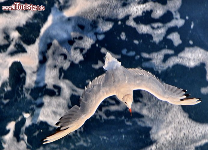 Immagine Traghetto per Ischia (Campania), un gabbiano in volo.