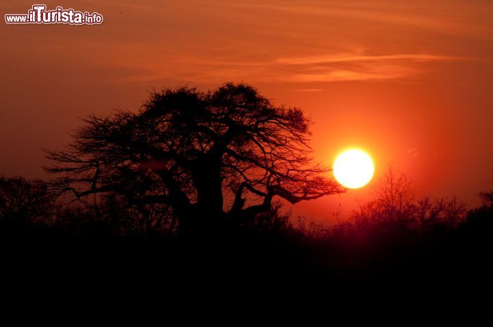 Immagine Africa e tramonti. Un binomio perfetto, ancor di più se abbinato a wildlife: appasionati di natura o fotografi professionisti, chi ha la fortuna di recarsi in questo continente per ammirarne colori e profumi non può andar via senza aver catturato, con il cuore o l'obiettivo della macchina fotografica, lo spettacolo offerto dal tramonto. Il miglior momento della giornata per osservare  predatori e animali che popolano l'Africa poichè proprio al crepuscolo si mettono in atto le migliori strategie per cacciare o per sopravvivere - © Andrew Molinaro / Shutterstock.com