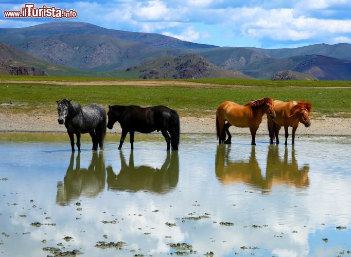 Immagine Esemplari di cavallo in sosta in una pozza d'acqua in Mongolia - © kagemusha / Shutterstock.com