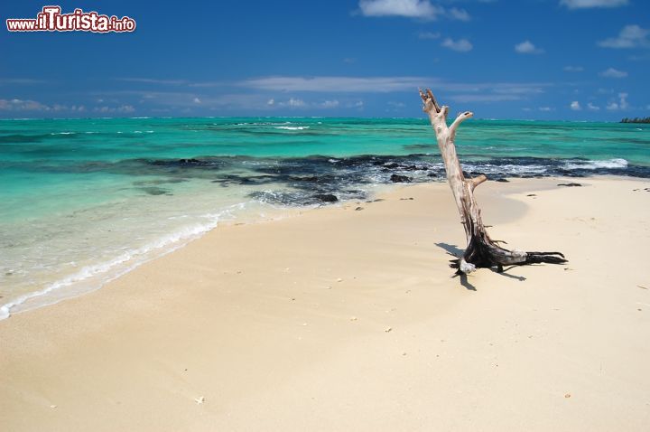 Immagine Un tronco sulla spiaggia dell'isola dei Cervi, Mauritius - Sabbia, oceano e...un tronco solitario trasportato sulla spiaggia dalla forza dell'acqua durante una tempesta © Pawel Kazmierczak / Shutterstock.com