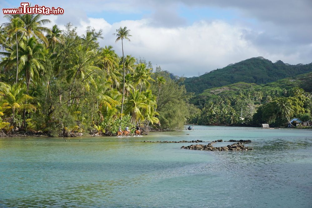 Immagine Turisti a cavallo sull'isola di Huahine, sud Pacifico, Polinesia Francese.