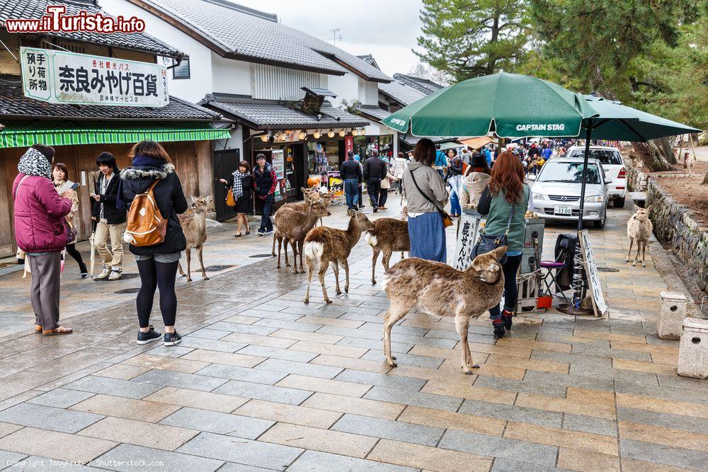 Immagine Turisti e cervi selvatici in una strada di Nara (Giappone) in una giornata di pioggia. I cervi di Nara sono considerati animali sacri che proteggono la città e il paese - © Tooykrub / Shutterstock.com