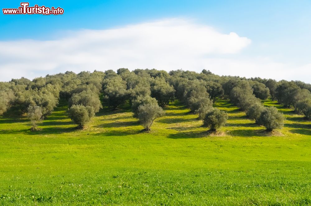 Immagine Ulvi nelle campagne del Lazio nei pressi di Palombara Sabina