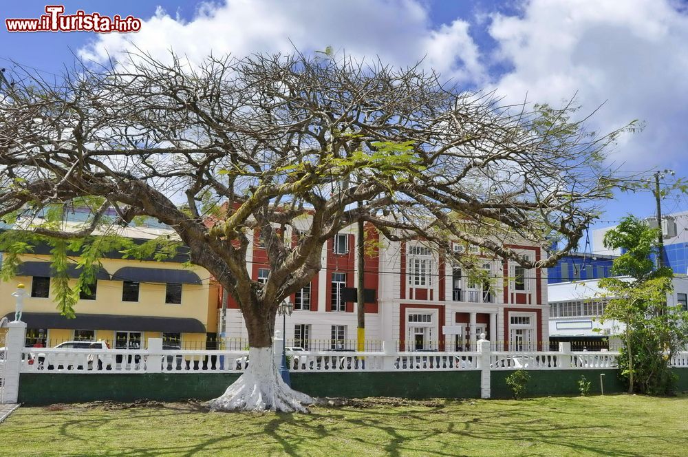 Immagine Un abero in Derek Walcott Square a Castries, St. Lucia