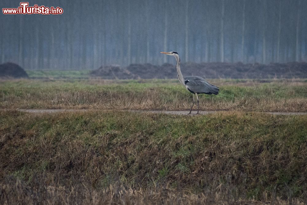 Immagine Un airone cenerino nelle campagne di Morimondo. Con il nome scientifico Ardea cinerea Linnaeus, si identifica un uccello appartenente alla famiglia Ardeidae. Originario delle regioni temperate del Vecchio Mondo, oltre che dell'Africa