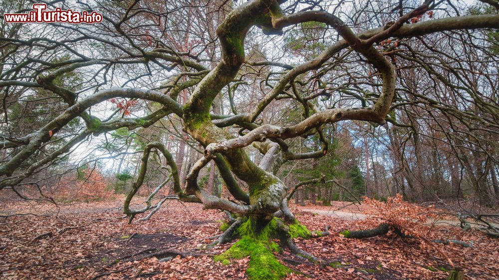 Immagine Un albero dalla forma originale nella foresta di Verzy vicino a Reims, Francia. Siamo all'interno del Parco Naturale Regionale della Montagna di Reims dove si trovano i faggi campestri (faux) dalle forme più insolite. Queste piante sono protette.