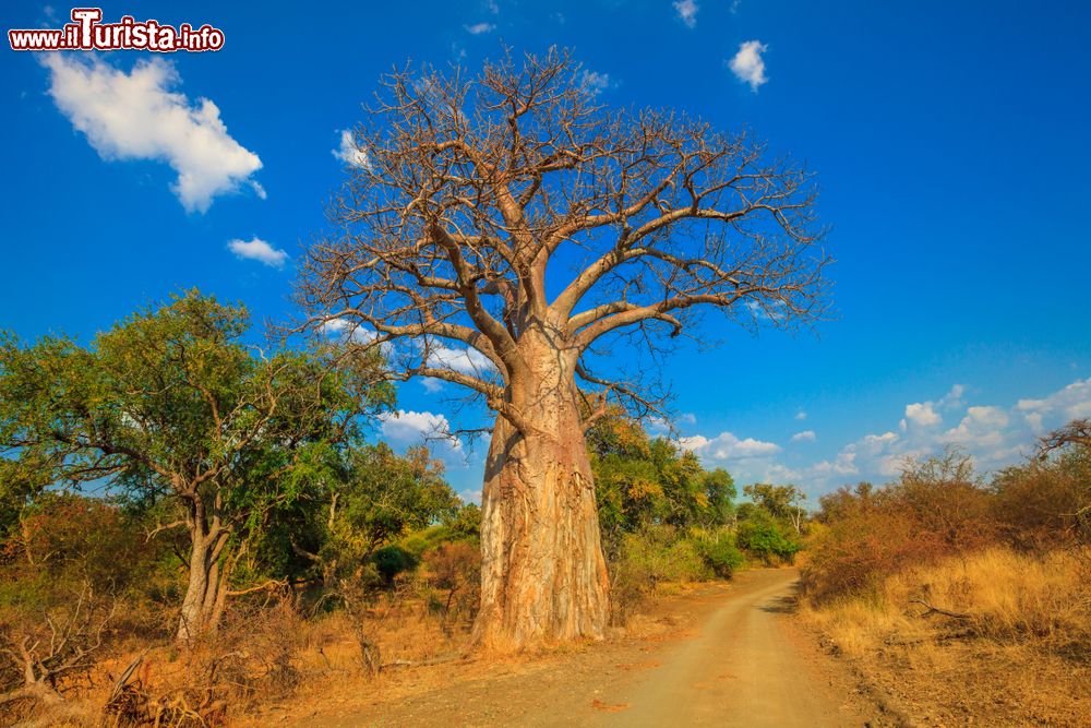 Immagine Un albero di baobab al Musina Nature Reserve in Sudafrica. In questa riserva si trova la più alta concentrazione di baobab di tutto il paese.