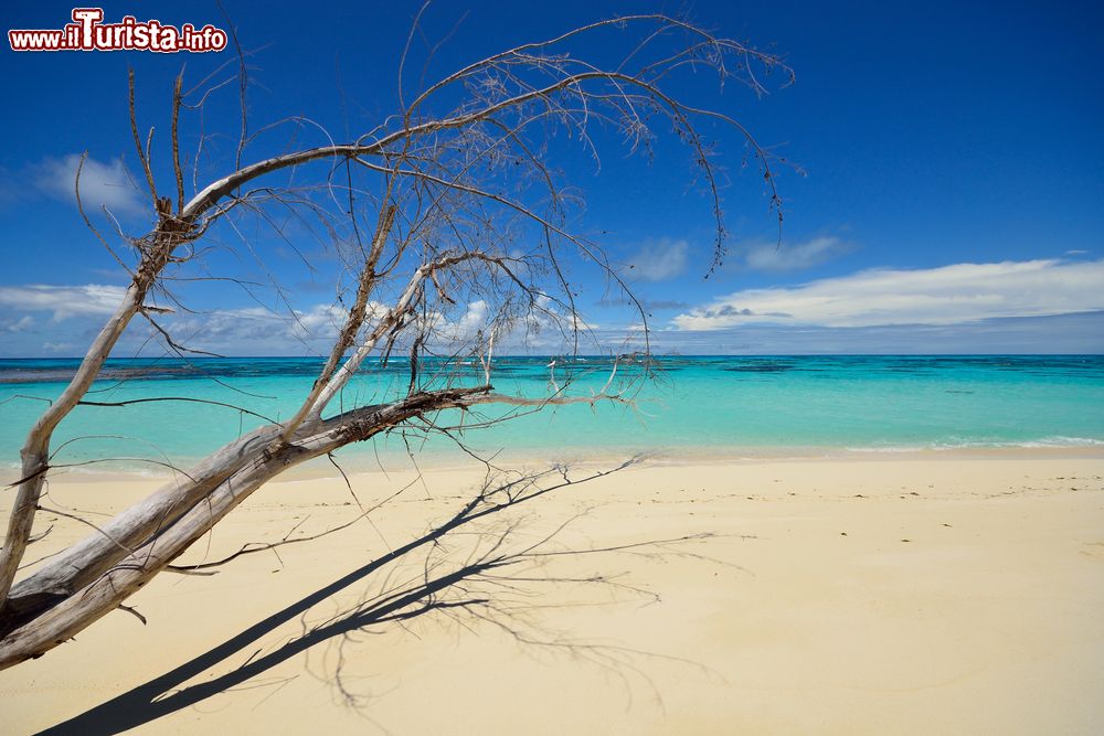 Immagine Un albero secco su una spiaggia di Denis Island, Seychelles. Quest'isola, di proprietà privata, si estende per 1,5 km ed è abitata da una cinquantina di locali.