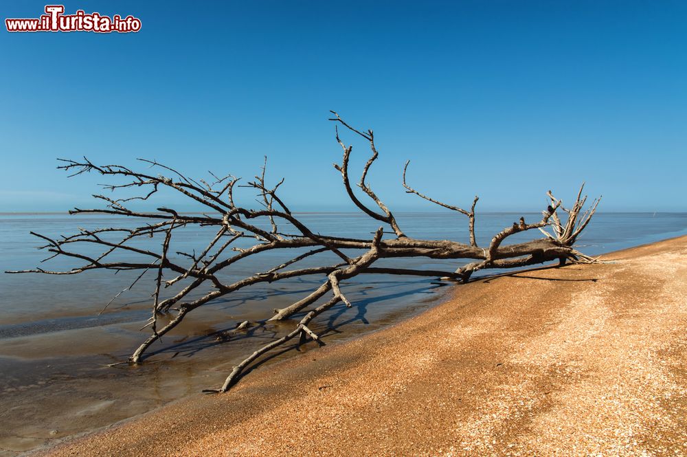 Immagine Un albero secco sulla spiaggia sabbiosa del Suriname (Sud America).