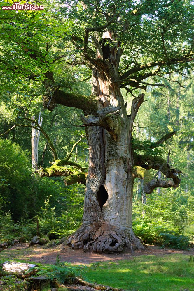 Immagine Un albero secolare nella foresta vergine di Sababurg in Germania