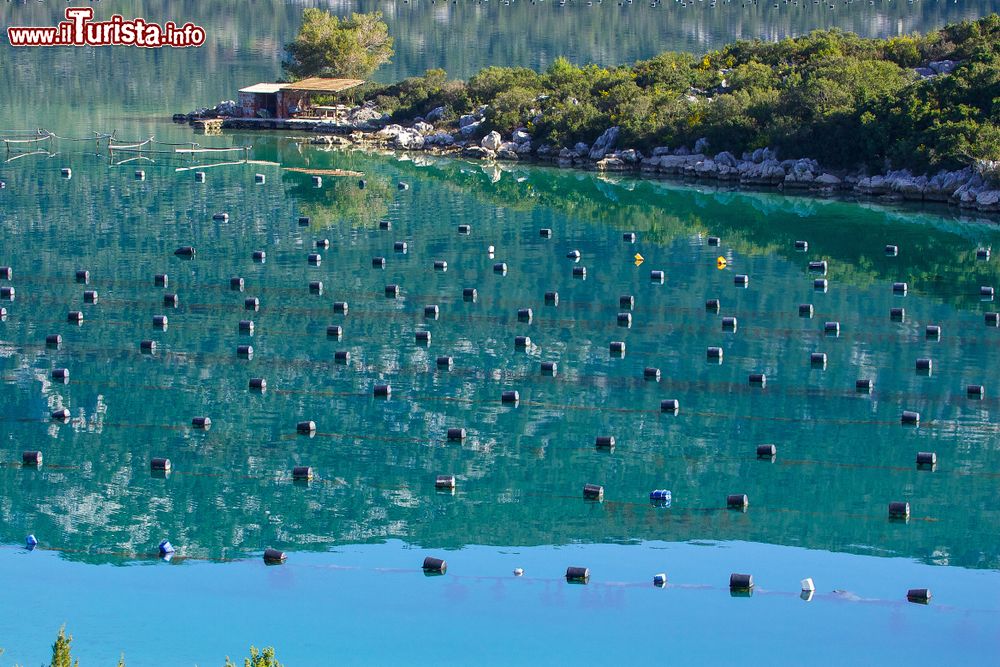 Immagine Un allevamento di ostriche nei pressi di Ston, Croazia.