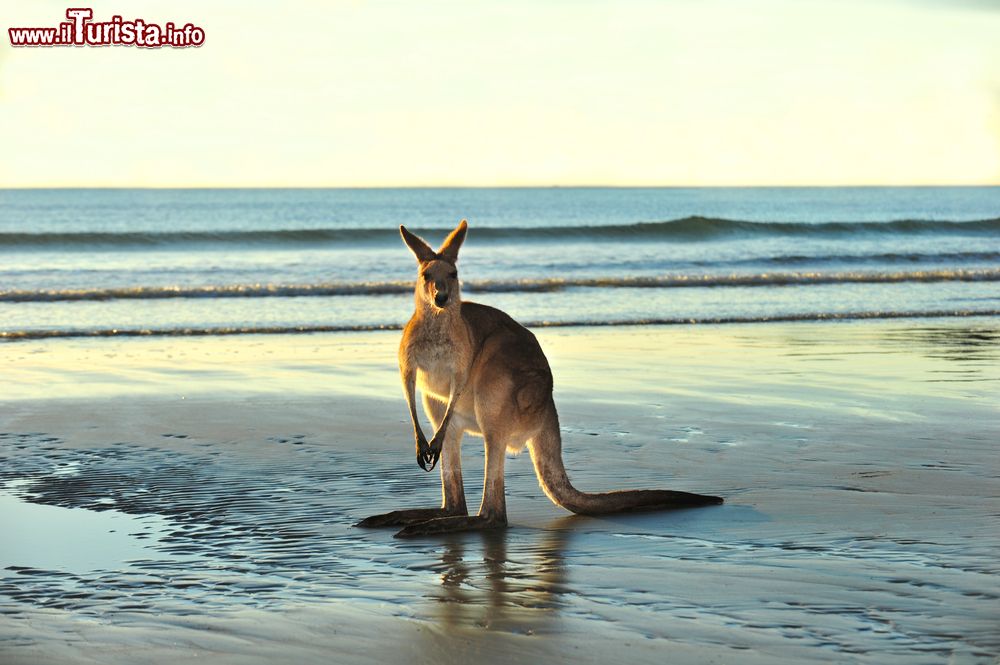 Immagine Un bell'esemplare di canguro grigio australiano fotografato sulla spiaggia a Cape Hillsborough, Mackay.