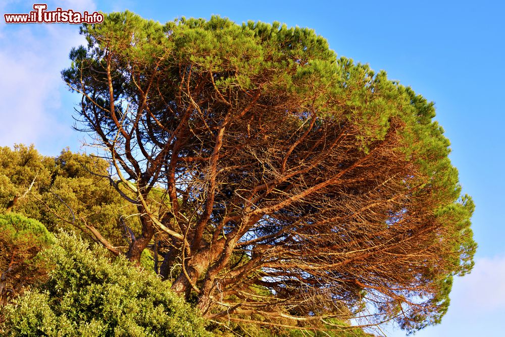 Immagine Un bell'esemplare di pino marittimo a Pieve Ligure, Genova. In Italia questa pianta cresce spontanea in Liguria, Toscana, Sardegna e nell'isola di Pantelleria.