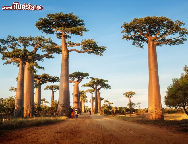 Immagine Splendidi esemplari di baobab nell'Allée des Baobabs, la famosta strada statale vicino a Morondava circondata dai giganteschi alberi nel cuore del Madagascar rurale.