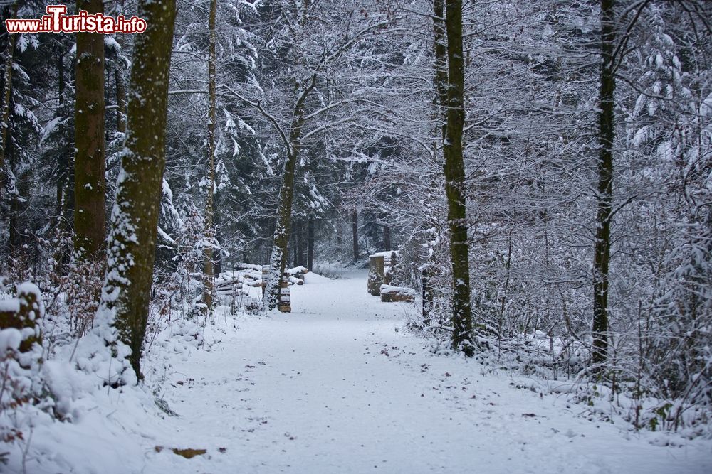 Immagine un bosco vicino a Steinhausen in Svizzera, fotografato in inverno