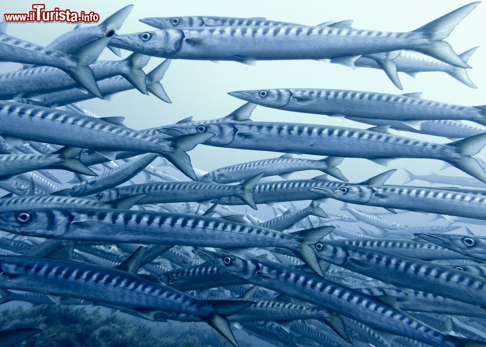 Immagine Un branco di Barracuda nelle acque limpide di Ustica in Sicilia