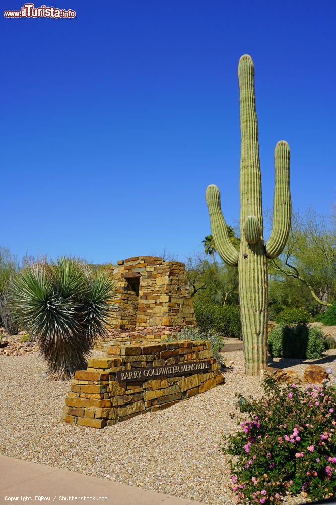 Immagine Un cactus a Paradise Valley al Barry Goldwater Memorial vicino a Scottsdale, USA - © EQRoy / Shutterstock.com