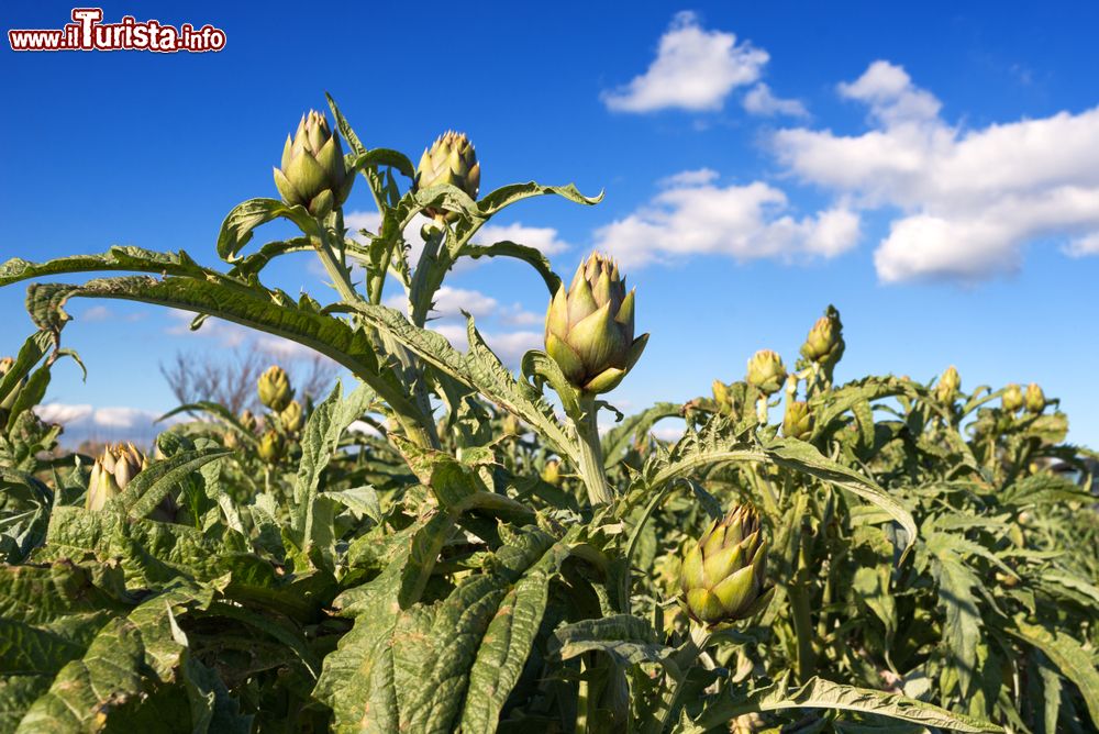 Immagine Un campo di Carciofi a Masainas in Sardegna, dove si svolge la celebre sagra