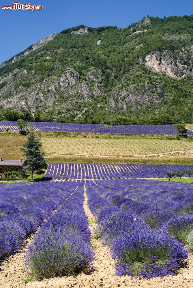 Immagine Un campo di lavanda a Demonte, Piemonte. Nella Valle Stura, questo piccolo territorio piemontese ospita campi e coltivazioni di lavanda chiamata "isop" in lingua occitana.