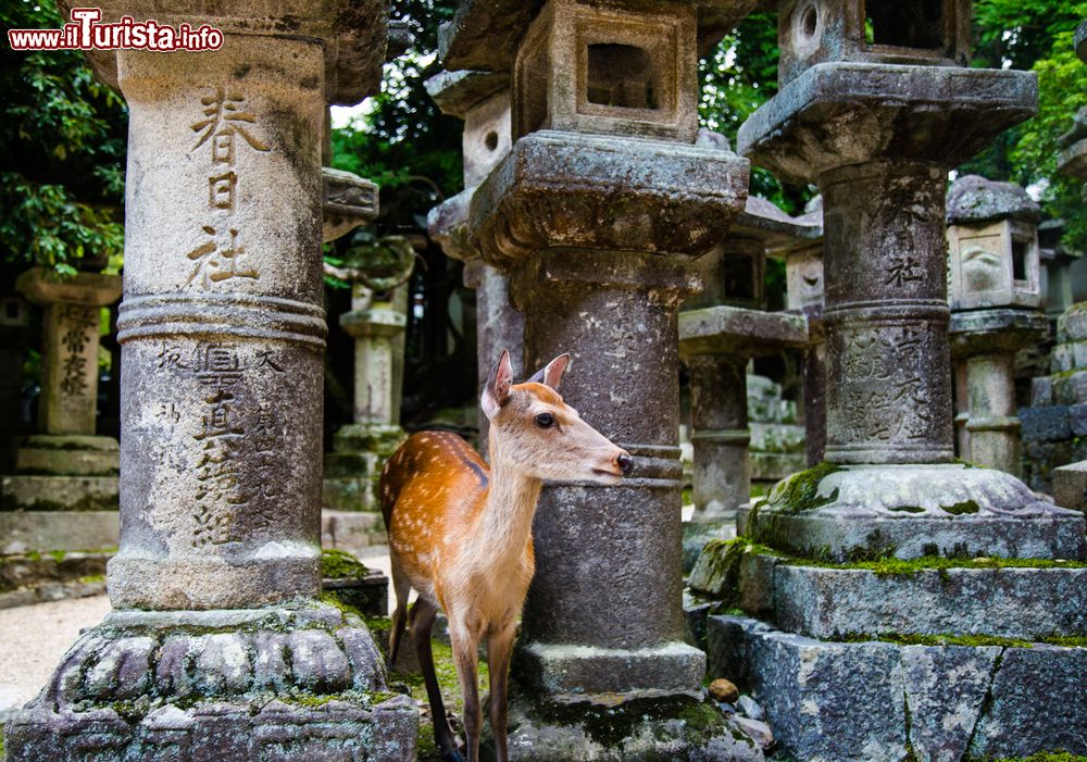 Immagine Un cervo al Kasuga Grand Shrine di Nara, Giappone.