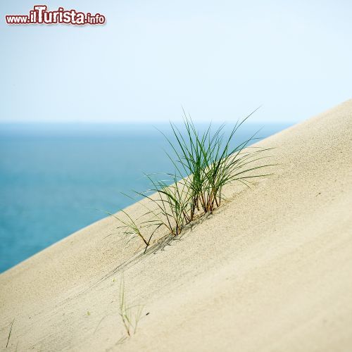 Immagine Un ciuffo d'erba su una duna nella Curonian Spit di Nida, Lituania - © JuliusKielaitis / Shutterstock.com