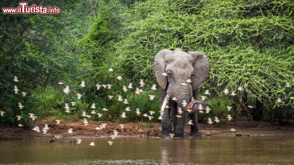 Immagine Un elefante nel Kruger National Park, Sudafrica.