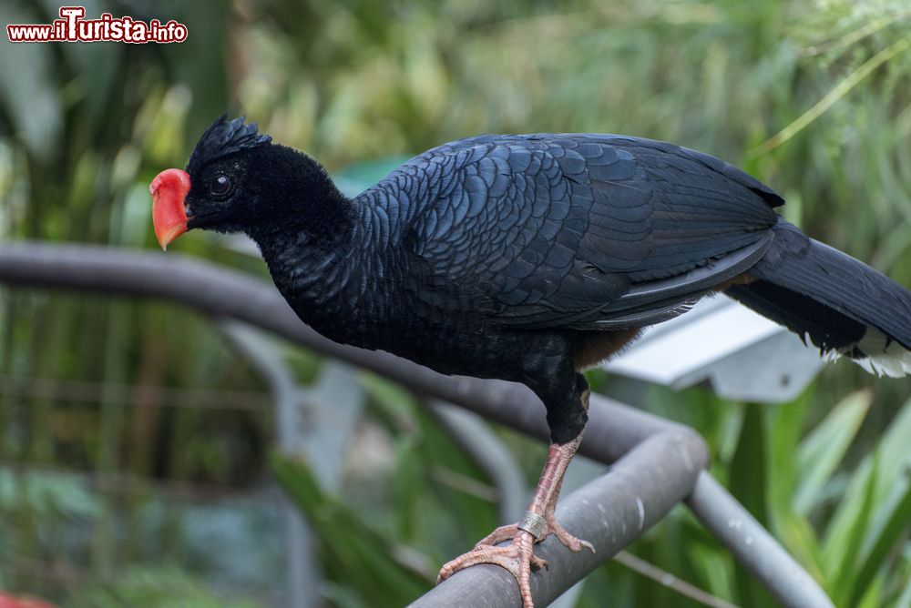 Immagine Un esemplare di Alagoas curassow (Mitu mitu), Brasile. Scoperto nelle foreste del nord-est, questo uccello della famiglia Cracidae è oggi estinto in natura: ne rimangono 130 in cattività.