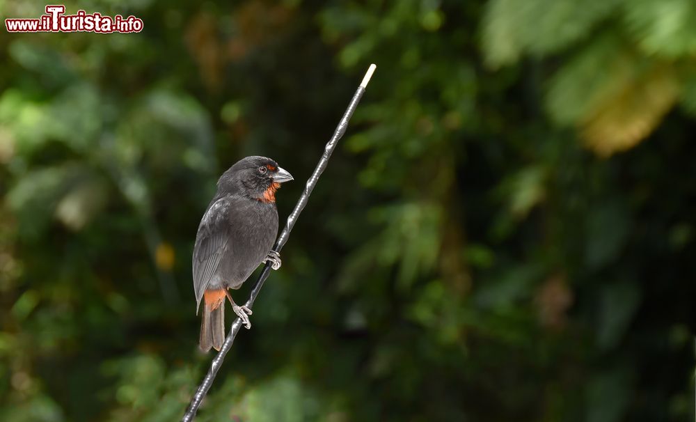 Immagine Un esemplare di ciuffolotto delle Antille (Lesser Antillean bullfinch) sull'isola di Anguilla. Si tratta di un maschio dal piumaggio tutto nero con la gola rossa.