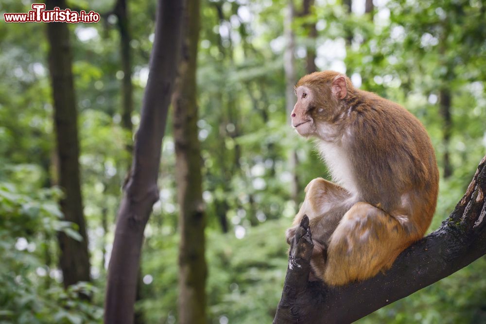 Immagine Un esemplare di macaco in un parco di Guiyang, Cina.