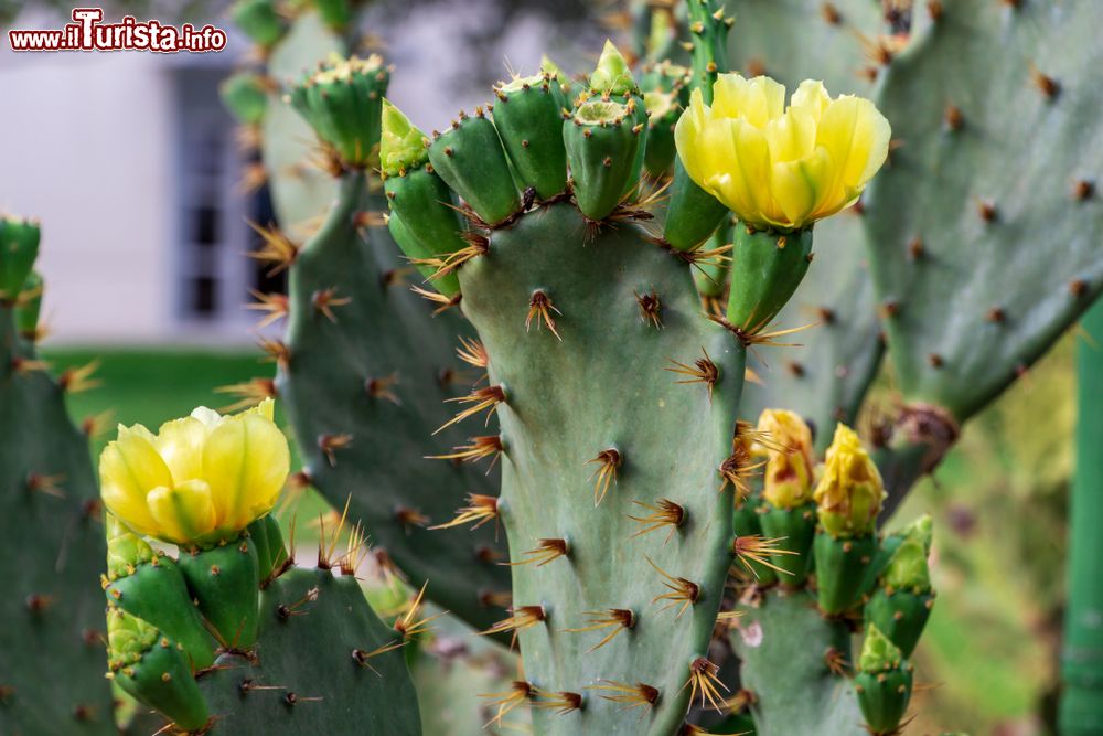 Immagine Un esemplare di Pear Cactus spinosa (Opuntia) con fiori gialli a Pembroke Pines, Florida.