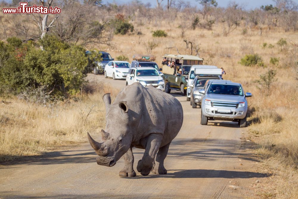 Immagine Un esemplare di rinoceronte bianco al Kruger National Park in Sudafrica. Siamo in una delle riserve faunistiche più grandi d'Africa: l'area si estende su una superficie di 20 mila km quadrati.