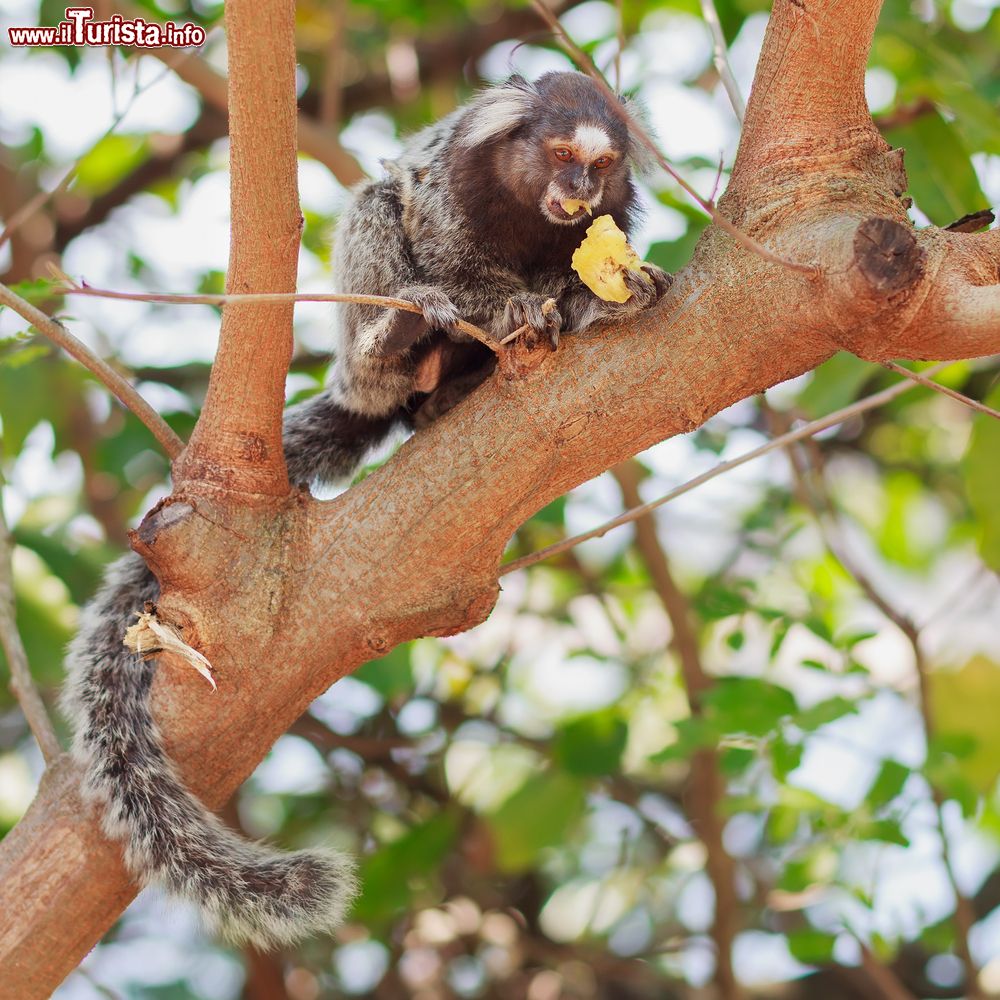 Immagine Un esemplare di scimmia dalle orecchie bianche nello stato di Alagoas, Brasile. Questo callithrix jacchus sta mangiando una banana su un albero. 