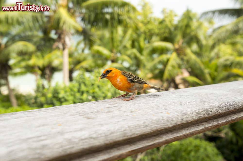 Immagine Un esemplare di tessitore fiammante a Denis Island, Seychelles. La foudia madagascariensis è una specie endemica del Madagascar da dove è stato poi introdotto in altri stati dell'Oceano Indiano fra cui Mauritius e Seychelles.