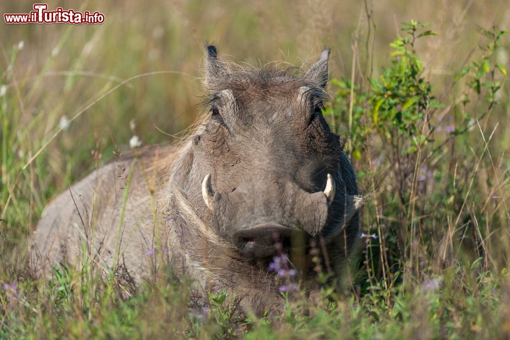 Immagine Un facocero (Phacochoerus africanus) nella provincia di Limpopo, Sudafrica.