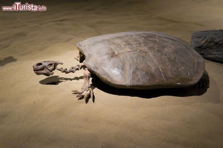 Immagine Un fossile di tartaruga di mare esposto nel museo di Drumheller, in Alberta - © Dolce Vita / Shutterstock.com