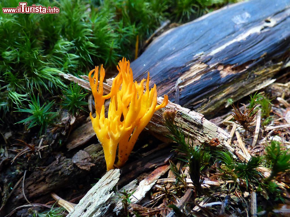 Immagine Un fungo nella foresta delle Alpi Orobie (Bergamo), Lombardia.