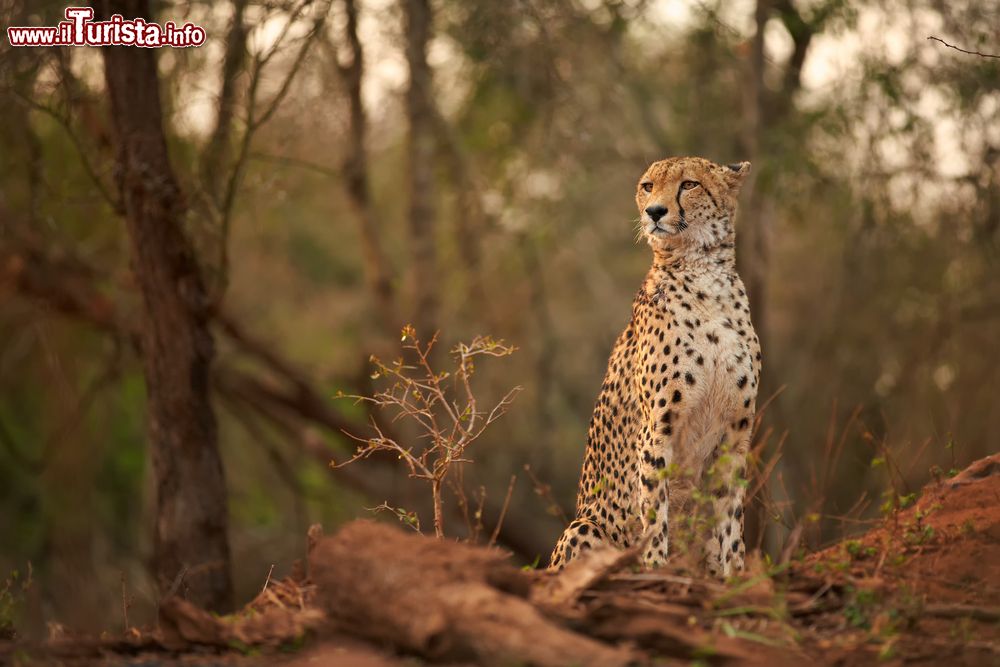 Immagine Un ghepardo, incontro tipico nelle aree più selvagge del KwaZulu Natal in Sud Africa