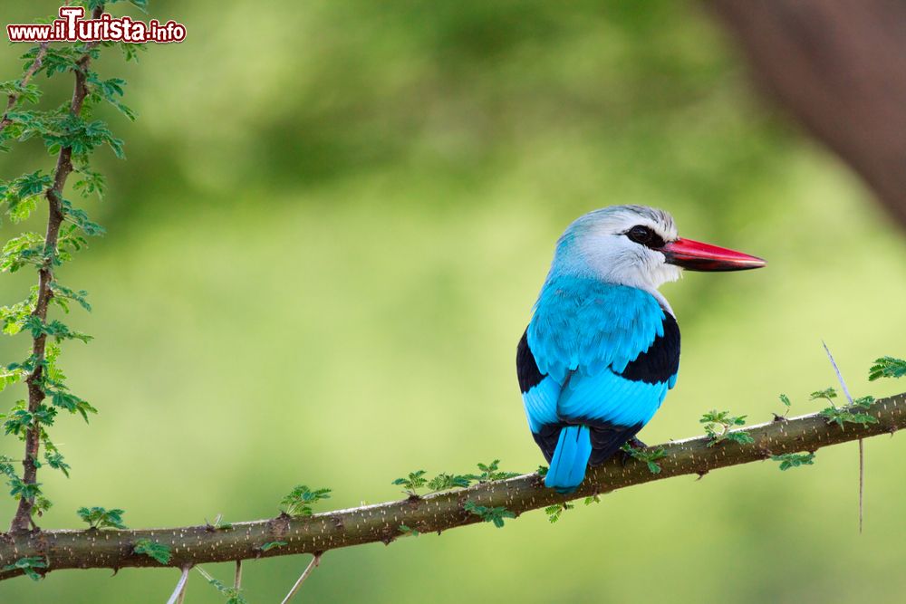 Immagine Un grazioso martin pescatore di bosco al parco Manyara, Tanzania.