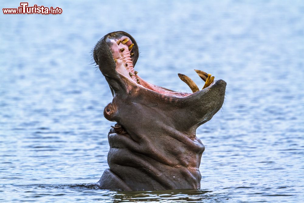 Immagine Un ippopotamo al Kruger National Park, Sudafrica. Questo grande parco è stato istituito nel maggio 1926.