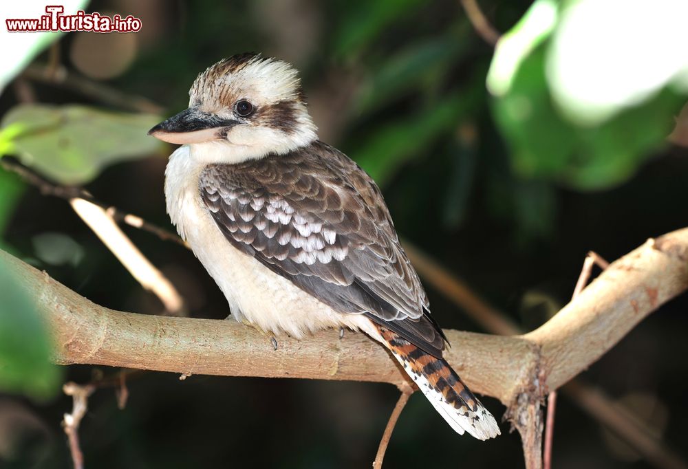 Immagine Un kookaburra sul ramo di un albero nel Queensland, Australia. Nativa dell'Australia e della Nuova Guinea, questa specie di uccello deriva il suo nome dal termine indigeno guuguubarra, parola onomatopeica per indicare il loro verso. Il richiamo del kookaburra (o Martin Pescatore) è stridente e somiglia ad una risata umana.