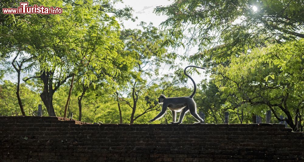 Immagine Un langur grigio fra le rovine di Polonnaruwa, Sri Lanka.