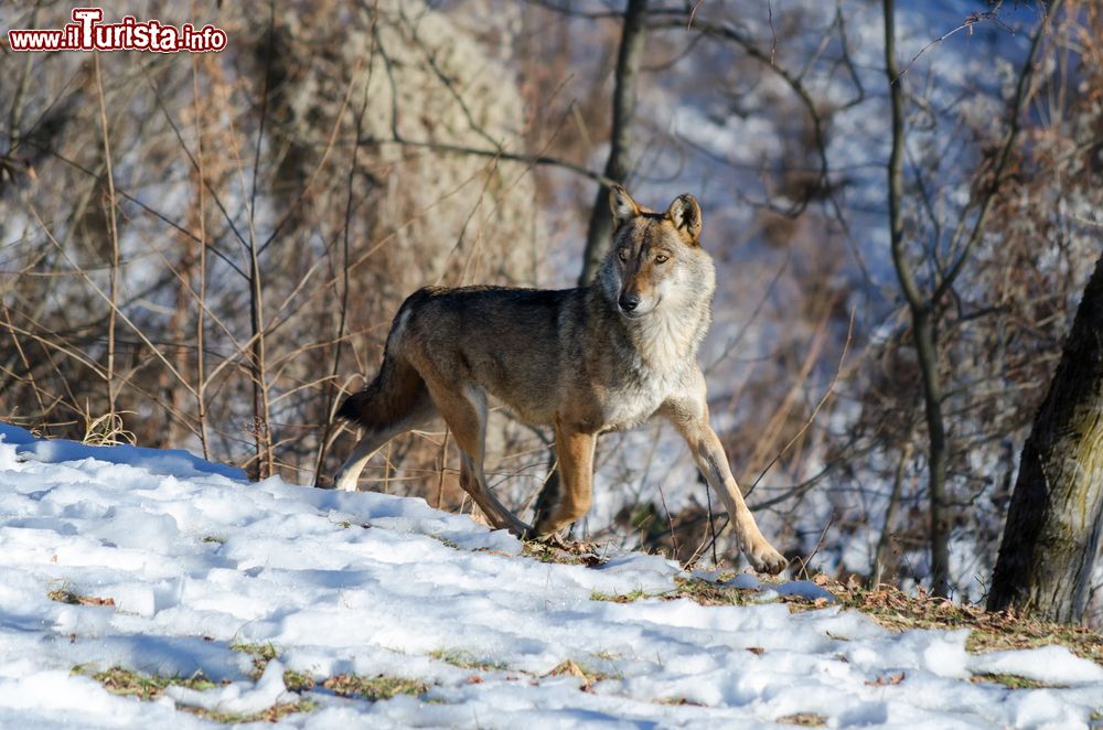 Immagine Un maschio di lupo avvistato presso il centro di "Uomini e lupi" a Entracque, Piemonte.