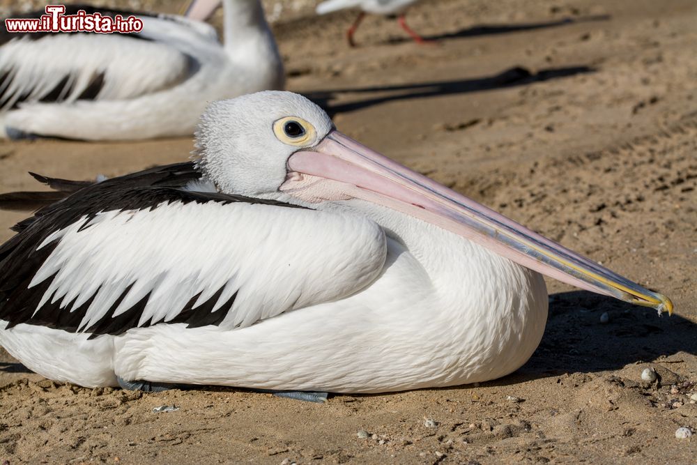 Immagine Un pellicano sulla spiaggia di Hervey Bay, Australia. Nei pressi di Hervey Bay, i graziosi villaggi di pescatori di Burrum Heads e Toogoom offrono chilometri di spiagge incontaminate. Proprio qui si possono ammirare pellicani e molte altre varietà di uccelli.