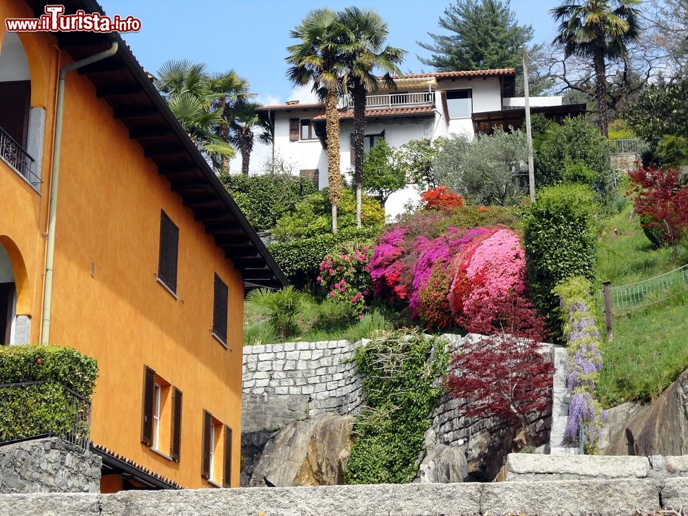 Immagine Un pendio con piante e fiori a Mergozzo, Piemonte.