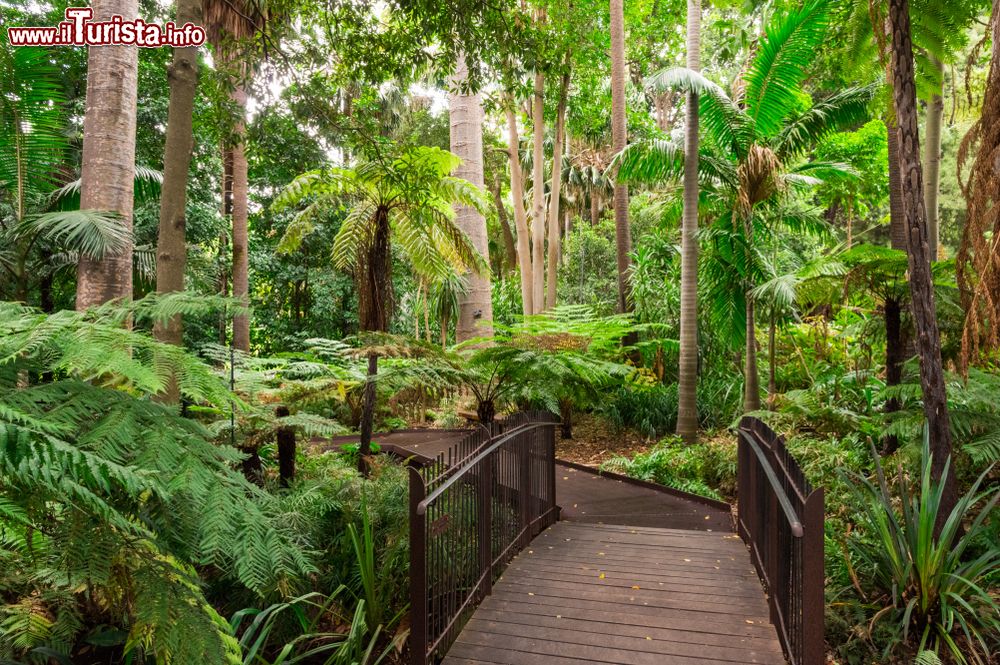 Immagine Un percorso lungo Fern Gully nei Giardini Botanici Reali di Melbourne, Australia.