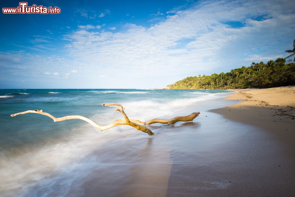 Immagine Un ramo secco sulla spiaggia tropicale di Puerto Plata, Repubblica Dominicana.