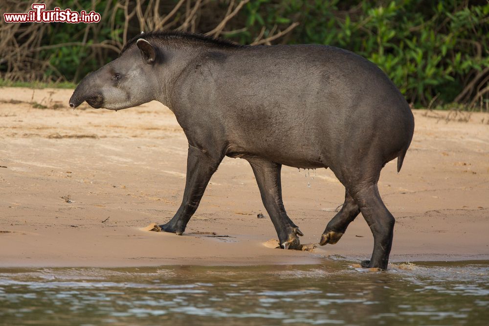 Immagine Un tapiro passeggia sulla spiaggia del fiume Cuiaba, Pantanal, Brasile.