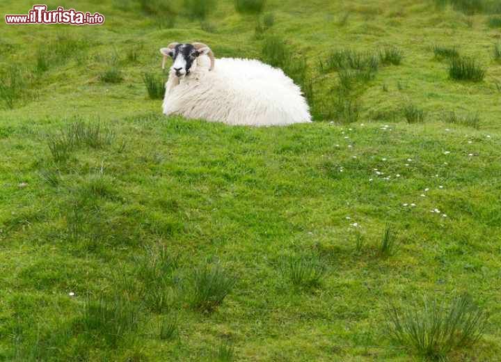 Immagine Abitante di Lewis and Harris, Scozia - Brughiere di torba, laghi e paesaggi naturali incontaminati: ecco il perfetto habitat per i tipici e simpatici abitanti di questo territorio scozzese © Agenturfotografin / Shutterstock.com