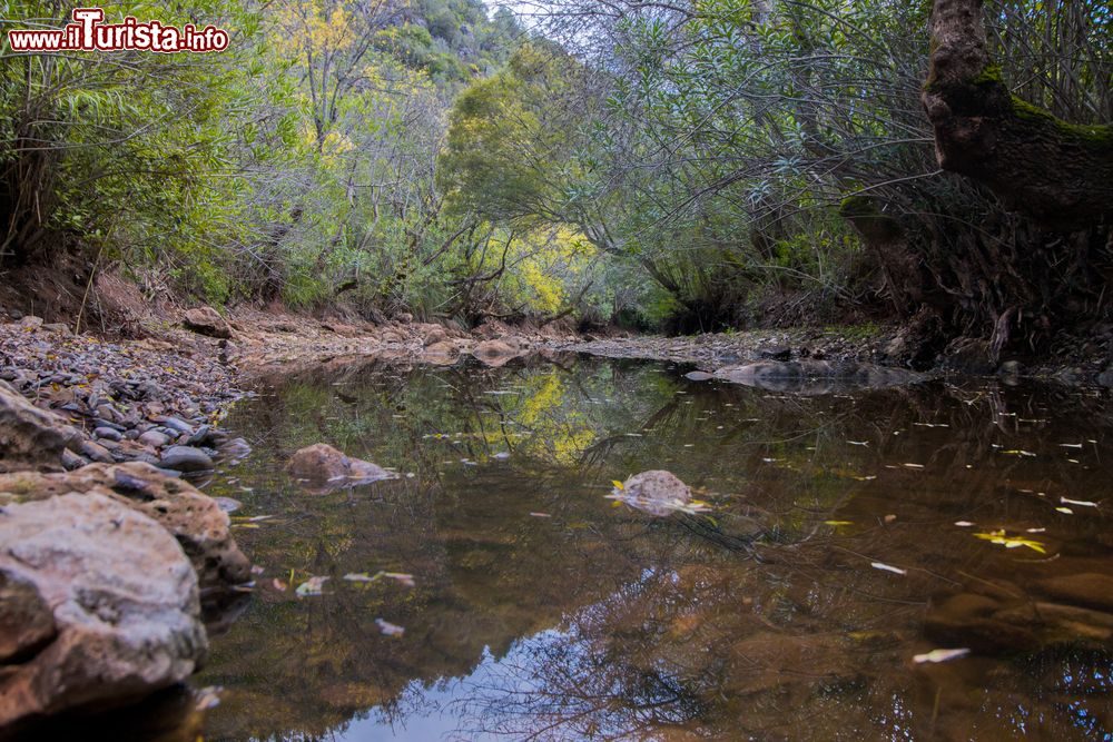 Immagine Un torrente immerso nei boschi della regione di Benemola vicino a Loulé, Portogallo.