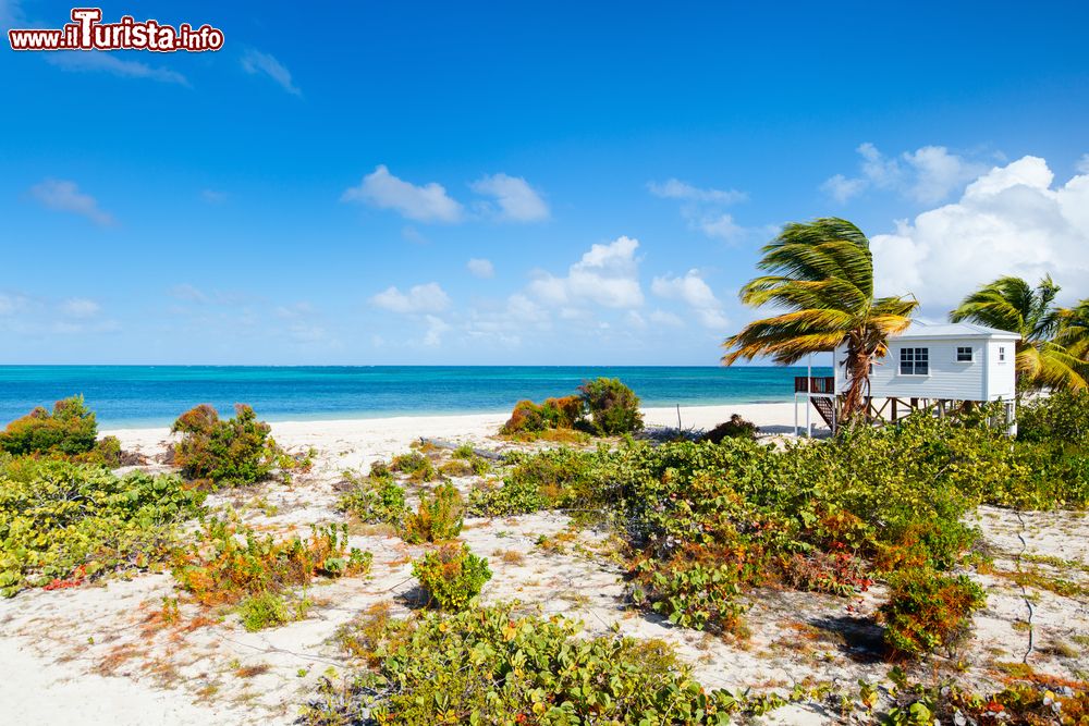 Immagine Un tratto di spiaggia tropicale sull'isola di Barbuda, America Centrale: sabbia bianca e fine, acqua turchese e cielo blu.